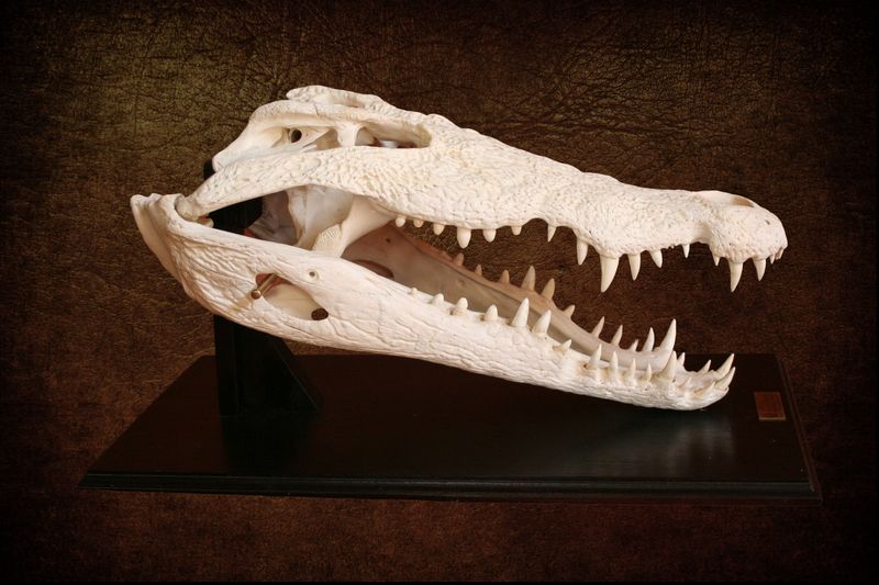 Crocodile Skull Pedestal