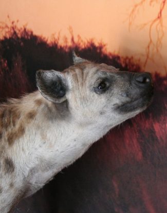 Sniffing Hyena
