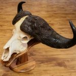 Buffalo Skull on Teak Pedestal