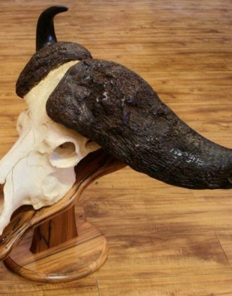 Buffalo Skull on Teak Pedestal