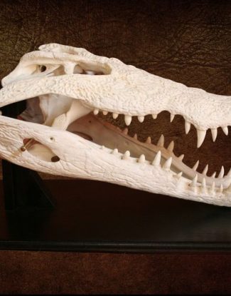 Crocodile Skull Pedestal