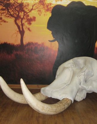 Elephant Skull and Replica Tusks