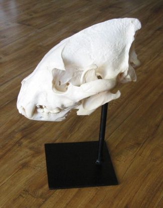 Hyena Skull on Metal Pedestal