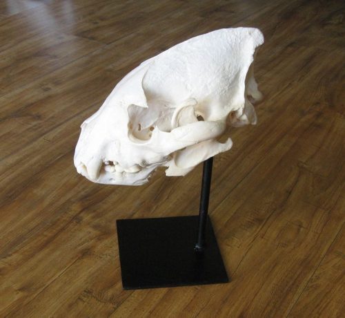 Hyena Skull on Metal Pedestal