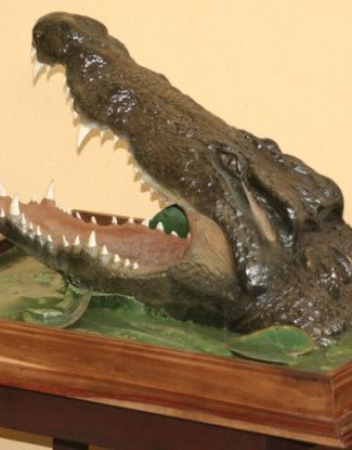 Crocodile Head Pedestal