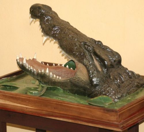 Crocodile Head Pedestal