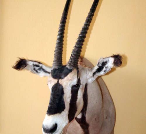 Oryx Shoulder Mount