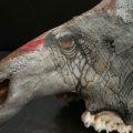Close-up of Painting on Giraffe Skull