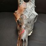 Wild and Native Africa on Giraffe Skull