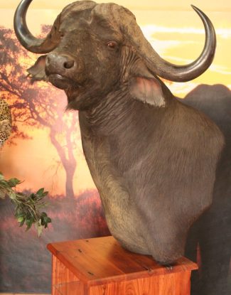 Custom Buffalo Pedestal