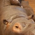 Hippo Sofa Head