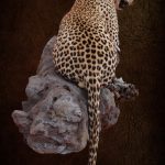 Leopard Lying On Rock