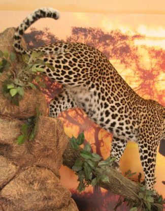 Leopard On Pedestal Climbing Down Log