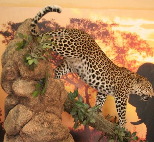 Leopard On Pedestal Climbing Down Log