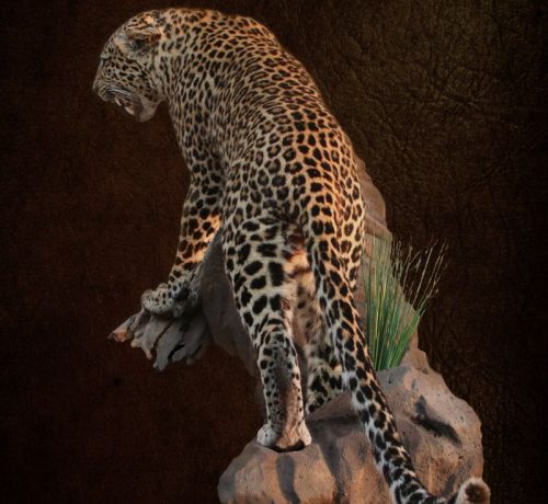Leopard Standing On Rock Agressive
