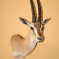 Thomsons Gazelle Mount (Tanzania)