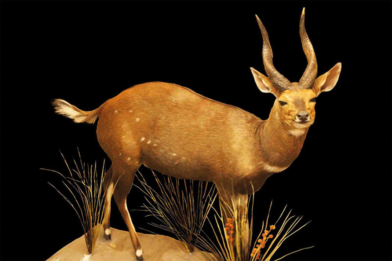 Bushbuck-Full-Mount-2