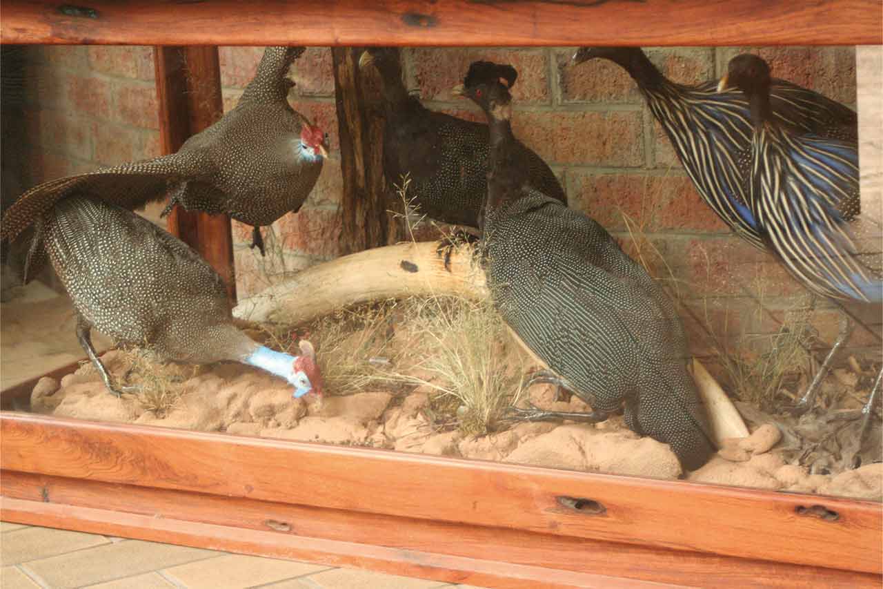 Guinea Fowl Collection Coffee Table