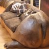 Hippo Sofa