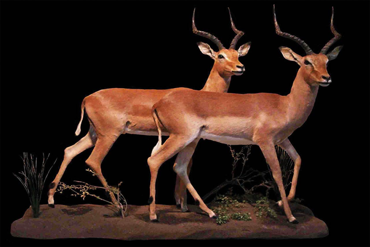 Impala-Full-Mounts-in-Motion