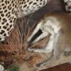 leopard-with-klipspringer-kill-floor-base