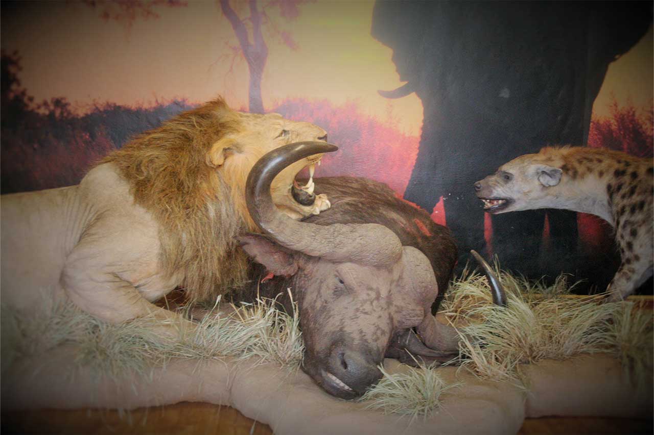 lion-on-buffalo-kill-2