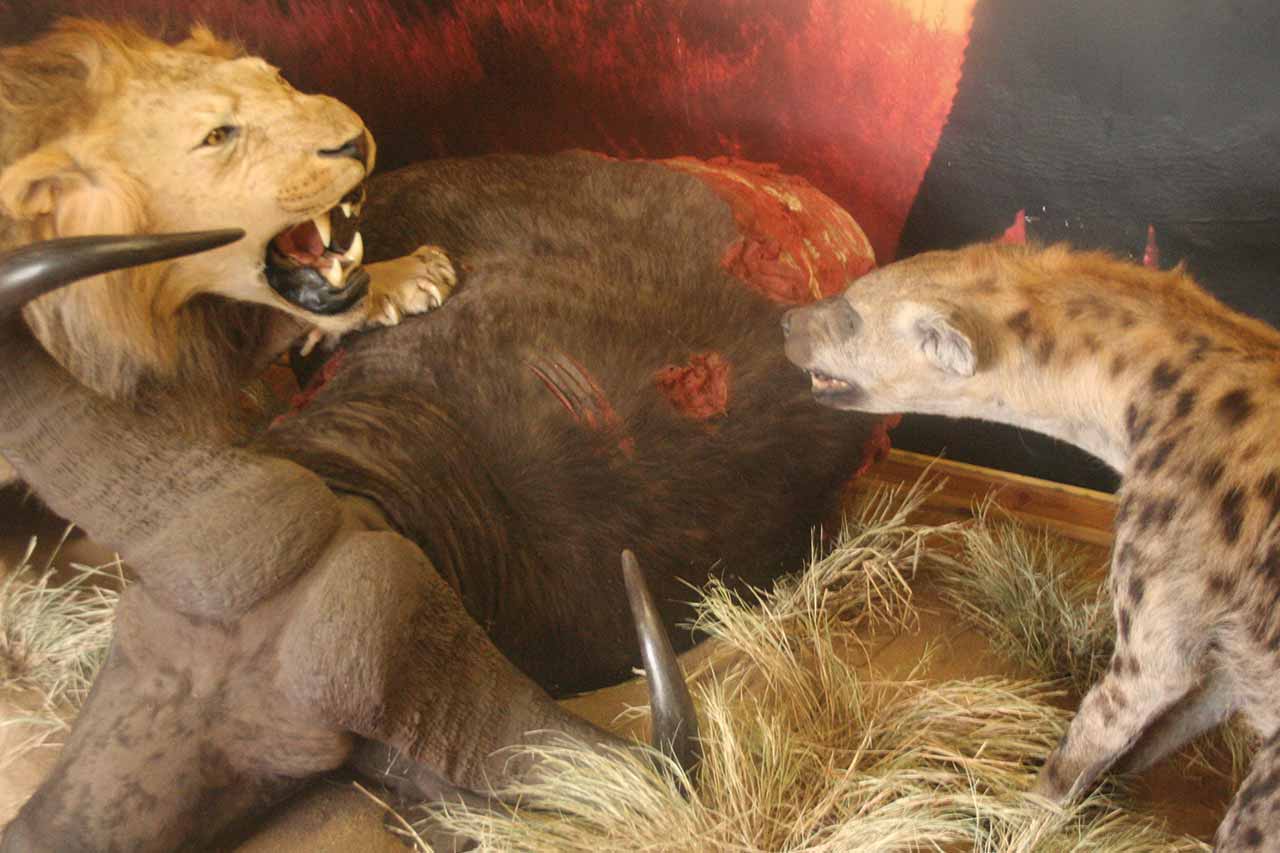 lion-on-buffalo-kill-3