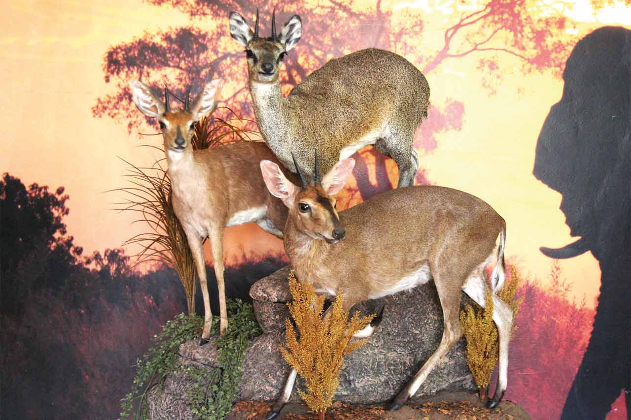 small-antelope–on-pedestal–cluster