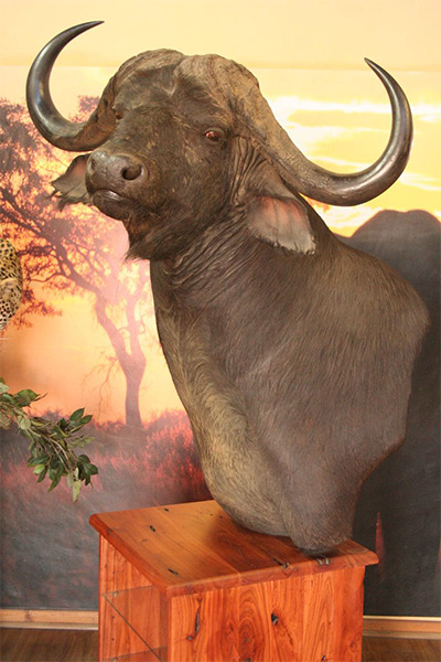 buffalo-custom-pedestal-sa