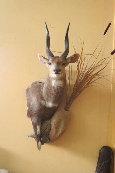 bushbuck-wall-pedestal-6-sa