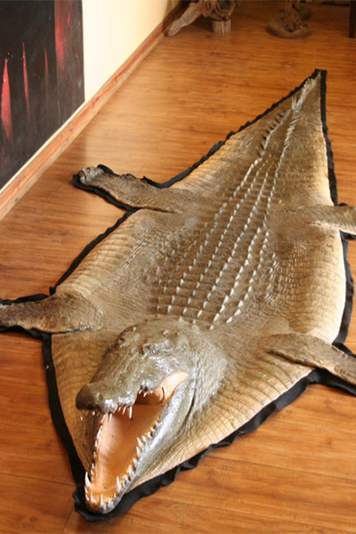 crocodile-rug-mount-sa