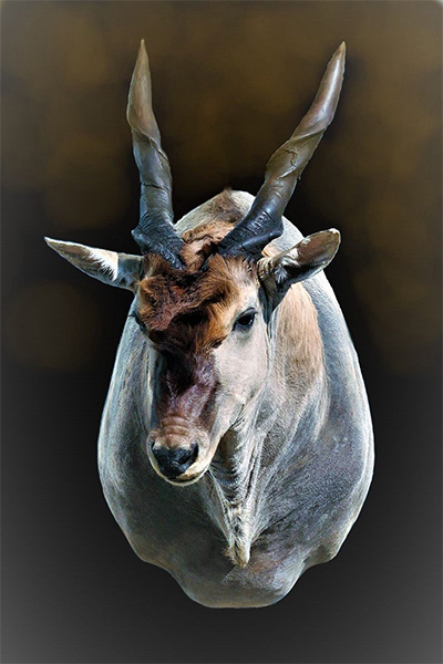 eland–shoulder-mount-sa