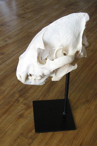 hyena-skull-on-metal-pedestal-sa