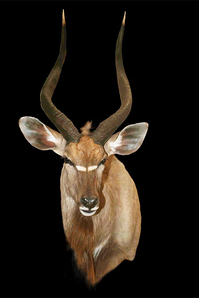 nyala-shoulder-left-turn-sa