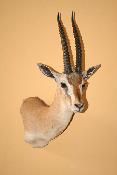 thompsons-gazelle-tanzania-shoulder-mount-sa