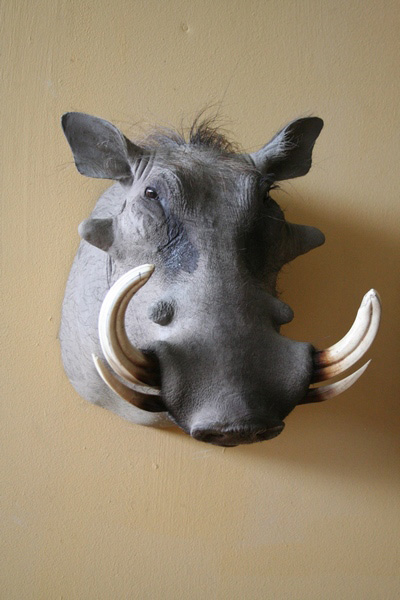 warthog-shoulder-mount-sa