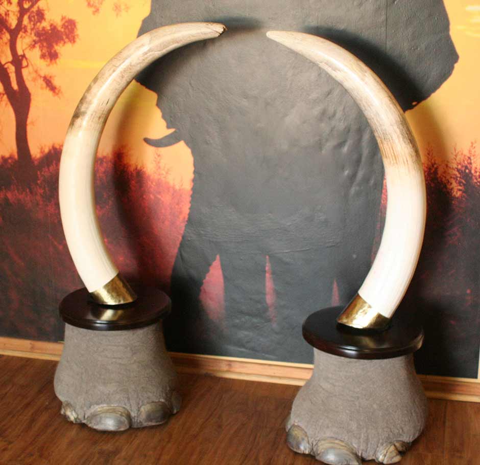 Hanging Elephant Tusks Hanging On A Copper Braded Wall