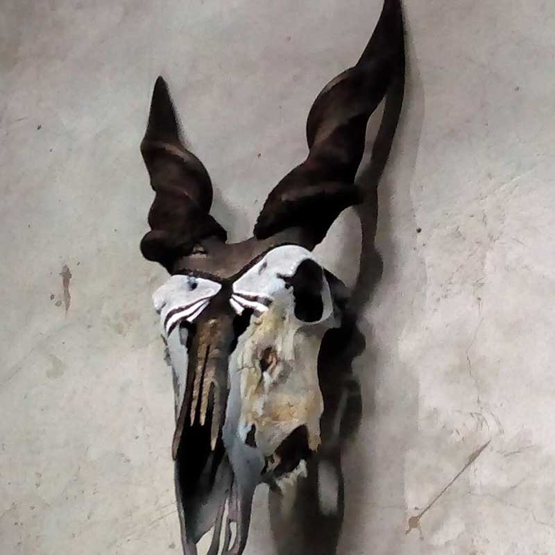 Enemy-Of-The-Savannah-On-Eland-Skull-In-Bronze-Gal1