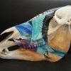 Leopard And Roller On Zebra Skull Gallery 1