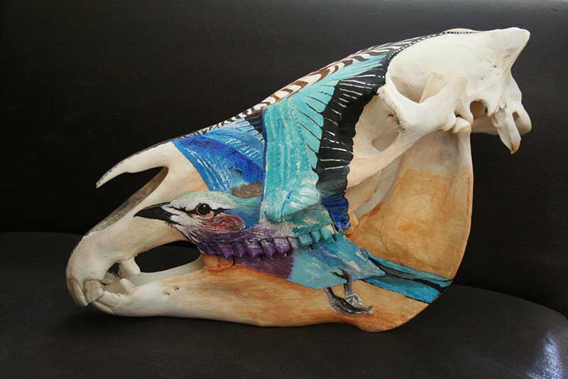 Leopard And Roller On Zebra Skull Gallery 1