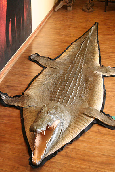 crocodile-rug-mount–sa