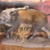 Bushpig-in-motion-Gallery1