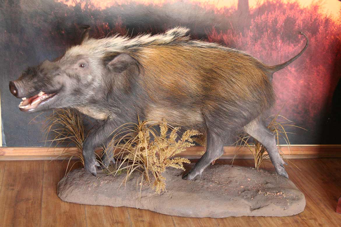 Bushpig-in-motion-Gallery1