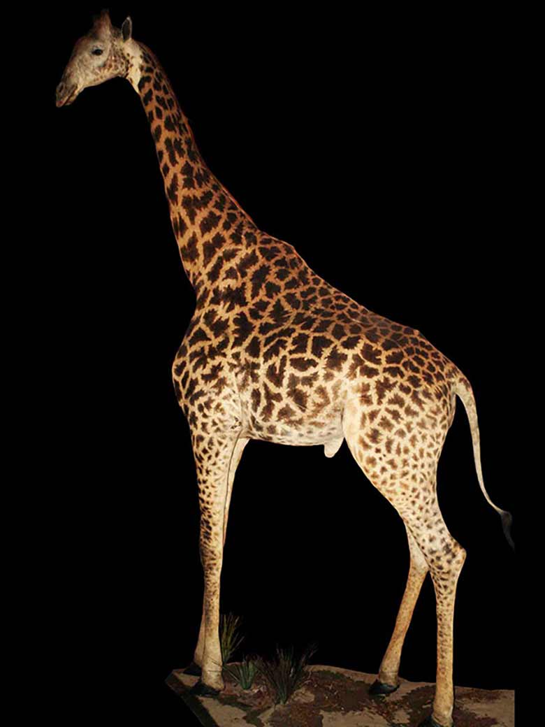 Giraffe-Full-mount-standing-Main