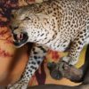 Leopard-Stalking--on-log