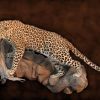 Leopard-Standing-on-rock-agressive-Gallery