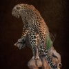 Leopard-Standing-on-rock-agressive-Main