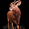 Nyala-Full-mount-in-motion-1