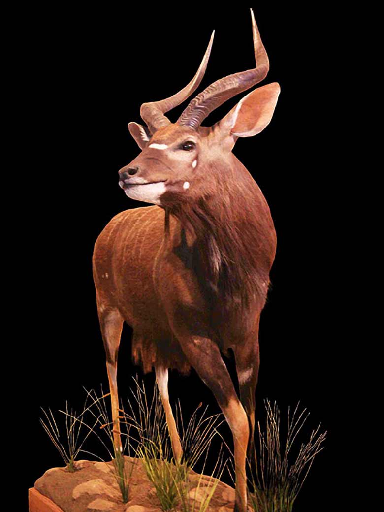 Nyala-Full-mount-in-motion-1