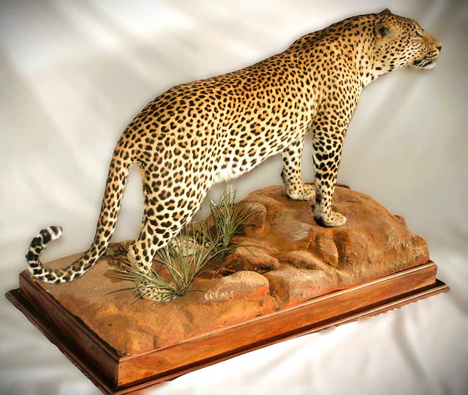 Standing Leopard